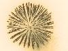 vuurwerk 3 sepia.jpg